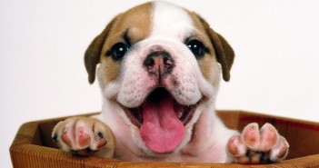 Por que homens inteligentes deveriam ter um cachorro e não uma esposa: