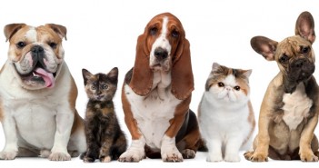 O que seus animais favoritos dizem sobre você e sua personalidade? o que seu animal diz sobre sua personalidade